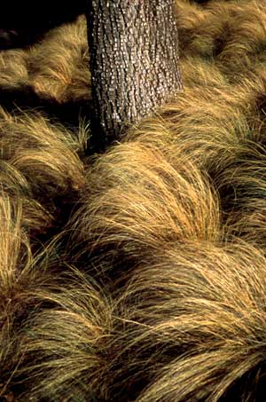 Grasses, Guadalupe Mountains, Texas